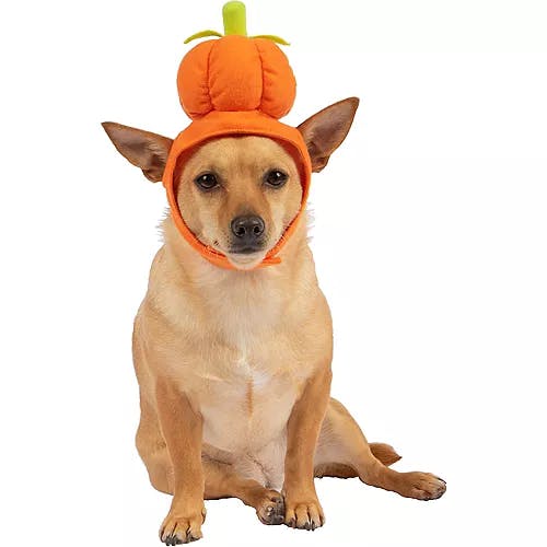 Dog wearing a pumpkin hat